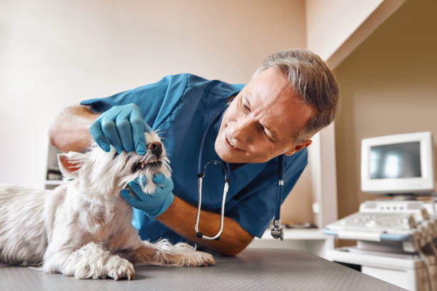 Best Emergency Gum Treatment in Gresham Park, GA